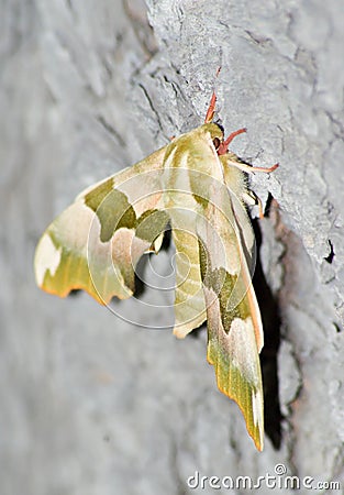 Lime hawk (Mimas Tiliae) Stock Photo