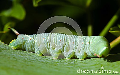 Lime Hawk-moth caterpillar on the leaf Stock Photo