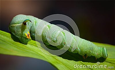 Lime Hawk-moth caterpillar on the leaf Stock Photo