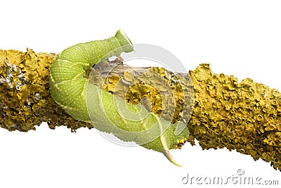 Lime Hawk-moth caterpillar - Mimas tiliae Stock Photo