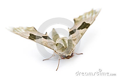 Lime Hawk-moth, Mimas tiliae, against white background Stock Photo