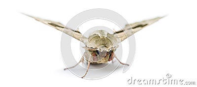 Lime Hawk-moth, Mimas tiliae, against white background Stock Photo