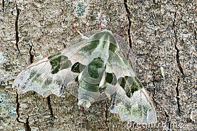 Lime Hawk moth Stock Photo