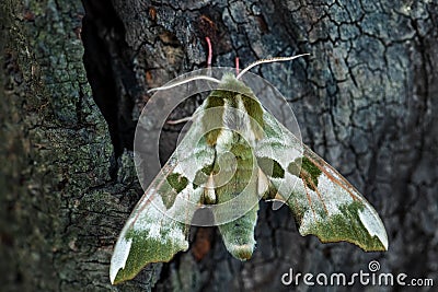 Lime Hawk-moth - Mimas tiliae Stock Photo