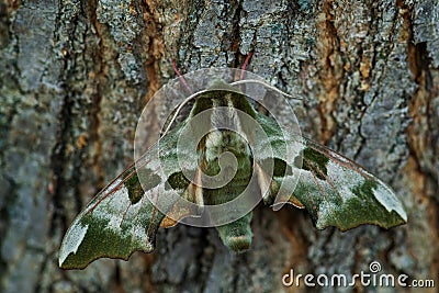 Lime Hawk-moth - Mimas tiliae Stock Photo