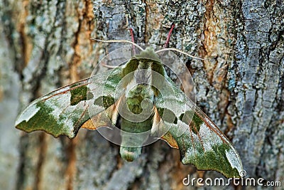 Lime Hawk-moth - Mimas tiliae Stock Photo