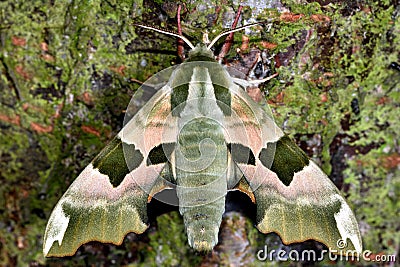 Lime hawk-moth (Mimas tiliae) Stock Photo