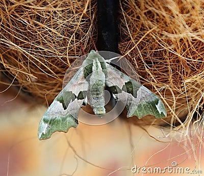 Lime Hawk Moth resting Stock Photo