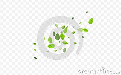 Lime Leaf Vector Template. Olive Foliage Forest Vector Illustration