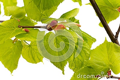 Lime leaves of the tree. Stock Photo