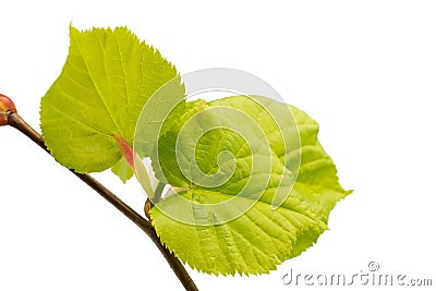 Lime leaves of the tree. Stock Photo