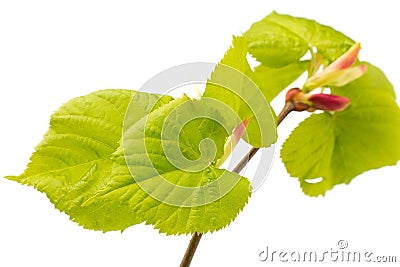 Lime leaves of the tree. Stock Photo