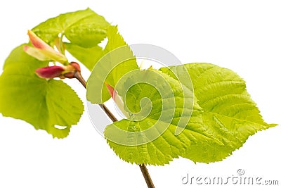 Lime leaves of the tree. Stock Photo