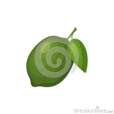 Lime. Ripe lime green with a green leaf. Citrus tropical fruit. Vector illustration isolated on a white background Vector Illustration