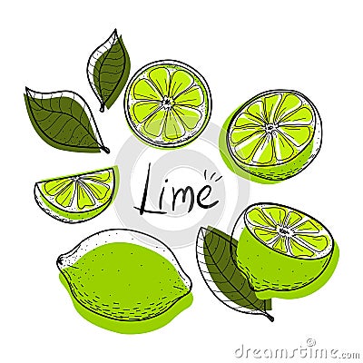 Lime set. Lime, slice, half, whole, and leaves. Vector Illustration