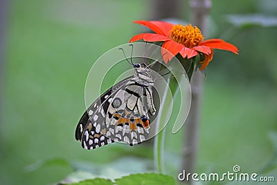 Lime swallowtail butterfly Stock Photo