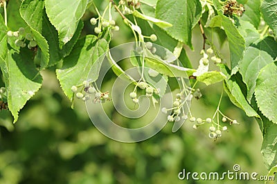 Lime tree Stock Photo