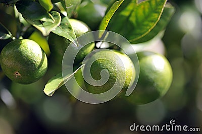 Lime On Tree Stock Photo