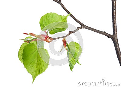 Lime tree Stock Photo