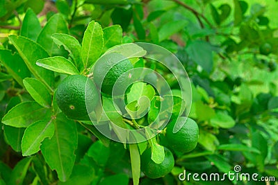 lime on tree Stock Photo