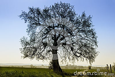 Lime-Tree clear against the blue sky Stock Photo