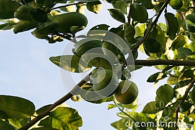 Lime tree Stock Photo