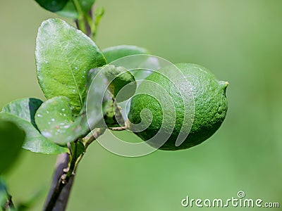 Lime tree and fresh green limes on the branch in the lime garden Stock Photo