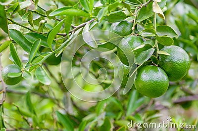 Lime tree and fresh green limes on the branch in the lime garden Stock Photo