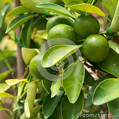 Lime on tree Stock Photo