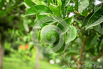 Lime tree Stock Photo