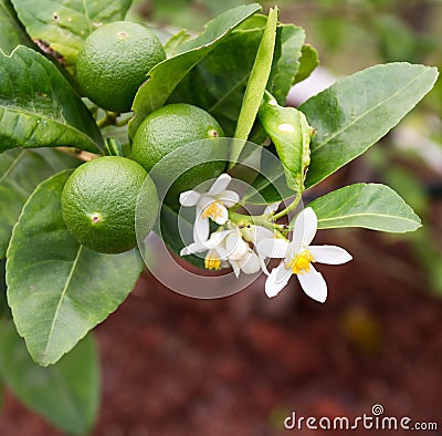 lime tree Stock Photo