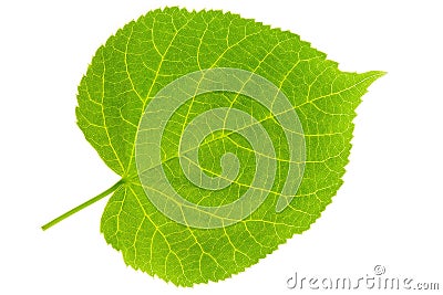 Lime Tree Leaf Stock Photo