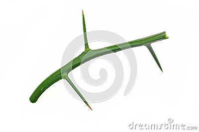 Lime tree thorn. Stock Photo