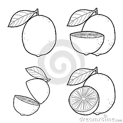 Lime Vector Illustration Hand Drawn Fruit Cartoon Art Vector Illustration