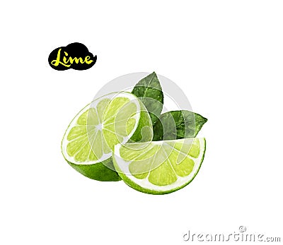 Lime watercolor illustration Cartoon Illustration