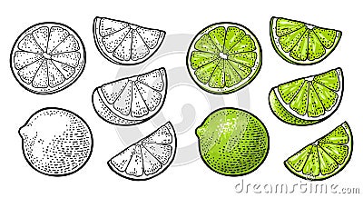 Lime whole and slice. Vintage vector engraving illustration Vector Illustration