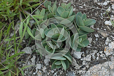 Lime Zinger Sedum on the stone close up Stock Photo