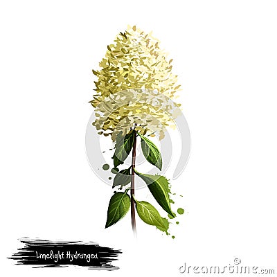 Digital art illustration of Limelight Hydrangea isolated on white. Hand drawn flowering bush of Hydrangeaceae family. Colorful Cartoon Illustration