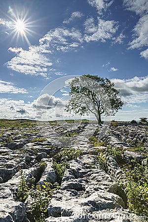 Limestone Pavement with Backlit Single Tree Yorkshire Dales,UK Stock Photo