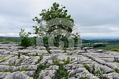 Limestone Pavement at Malham Cove, Malhamdale, Yorkshire Dales, England, UK Stock Photo