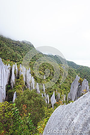 Limestone pinnacles at gunung mulu national park Stock Photo