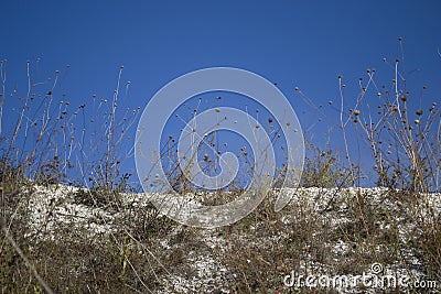 Limestone vegetation at the chalk quarry. Stock Photo