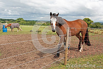 Limited grazing Stock Photo