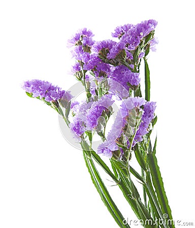 Limonium Stock Photo