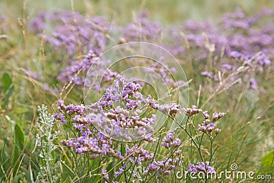 Limonium binervosum, Stock Photo