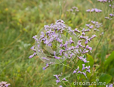 Limonium binervosum, Stock Photo