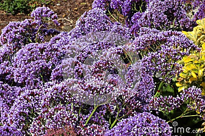 Limonium perezii, Perez`s sea lavender Stock Photo