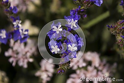 Limonium Plumbaginaceae - small white and blue summer flowers in the garden. Background Stock Photo