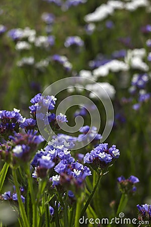 Limonium Plumbaginaceae - small white and blue summer flowers grow in the garden. Background Stock Photo