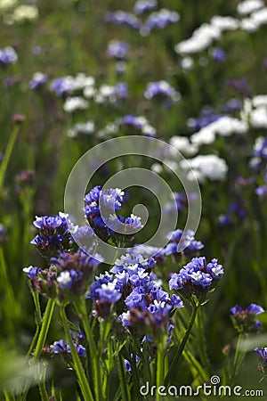 Limonium Plumbaginaceae - small white and blue summer flowers grow in the garden. Background Stock Photo